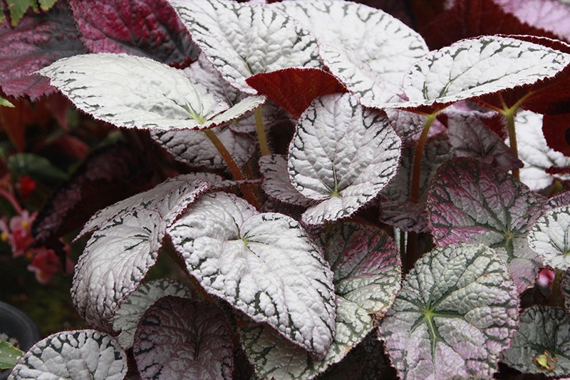B. ‘Walter Holland’
